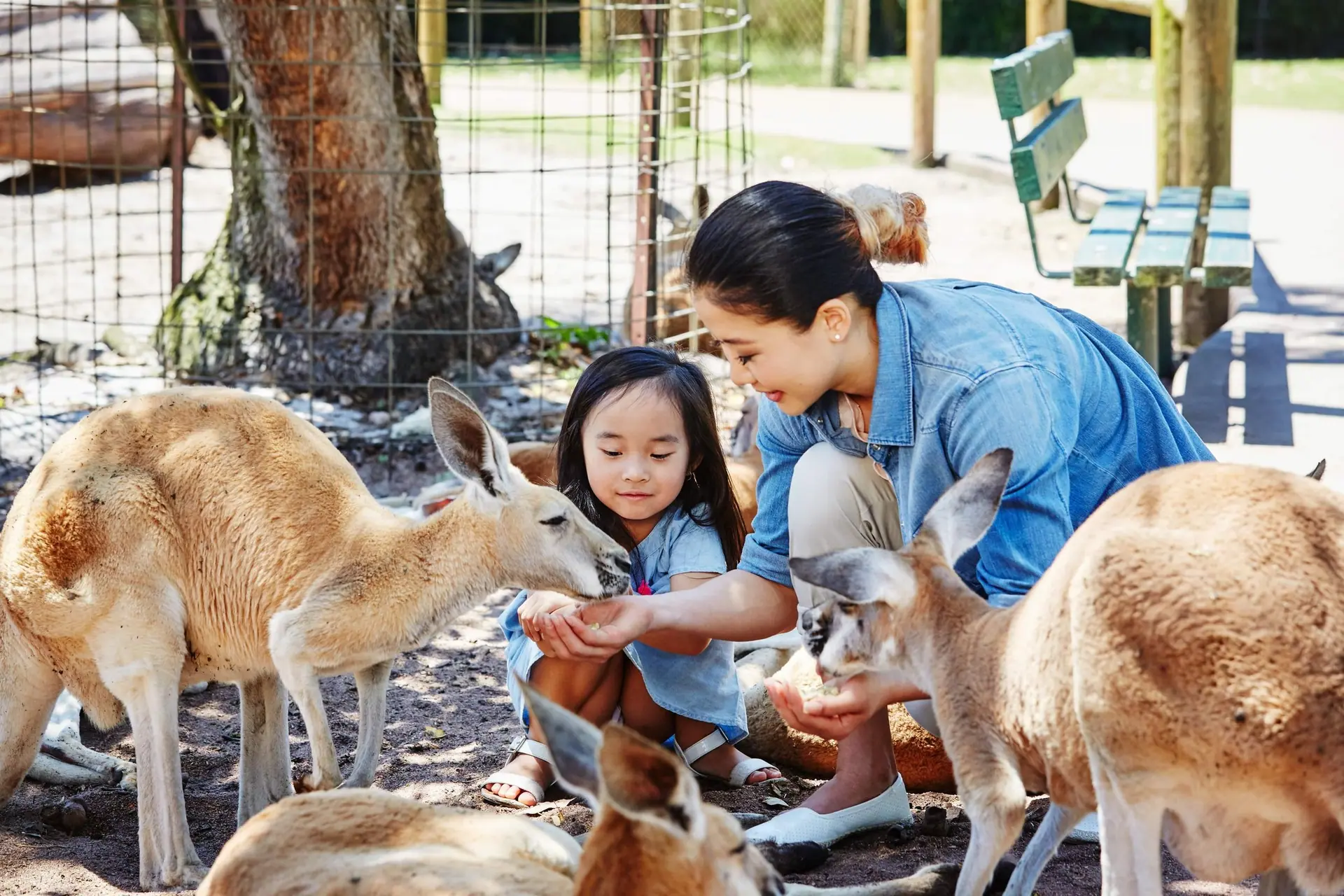 A parent and child hand-feeding kangaroos at a wildlife park