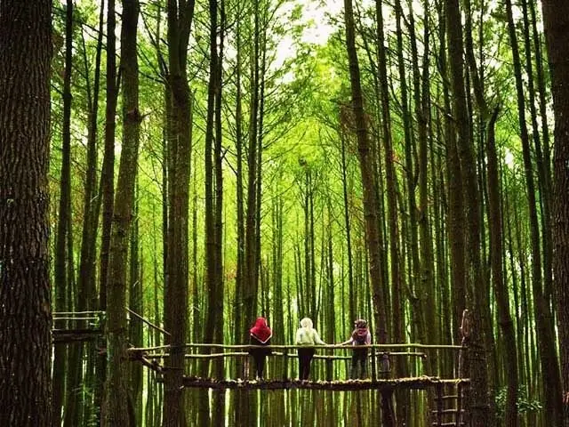 A walkway running between towering stems of a bamboo forest