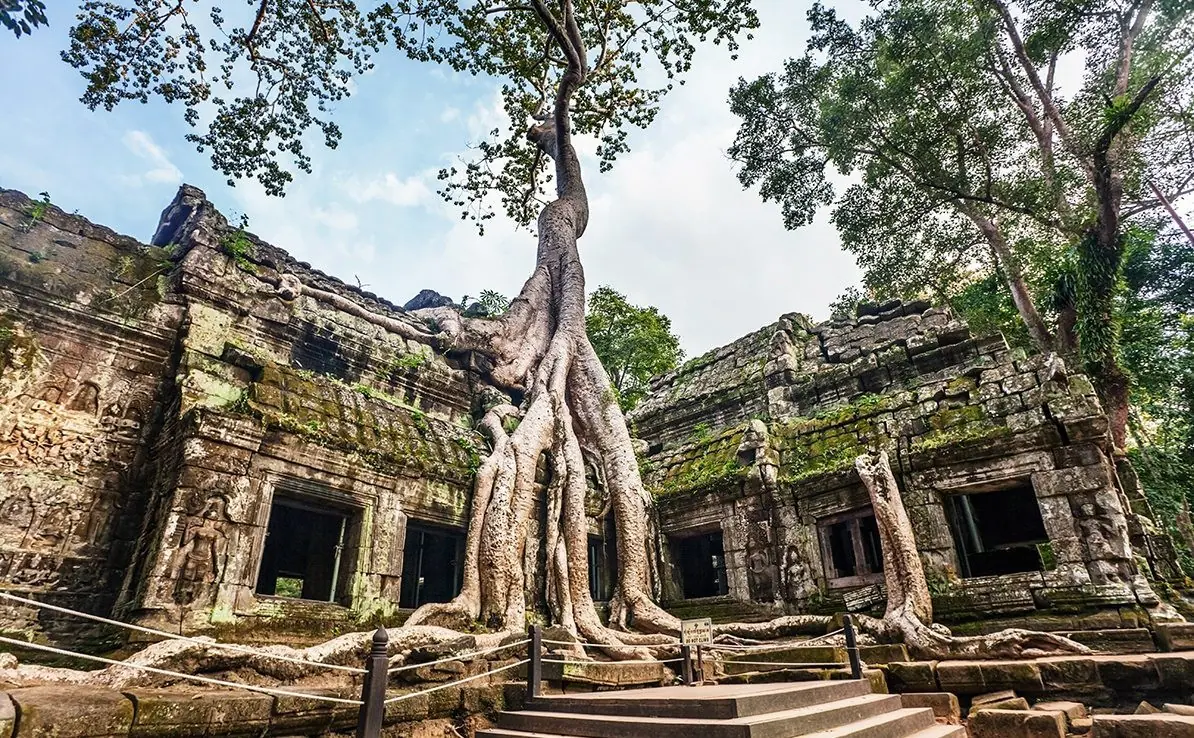 Fig roots growing over the ruins of Ta Prohm at Angkor